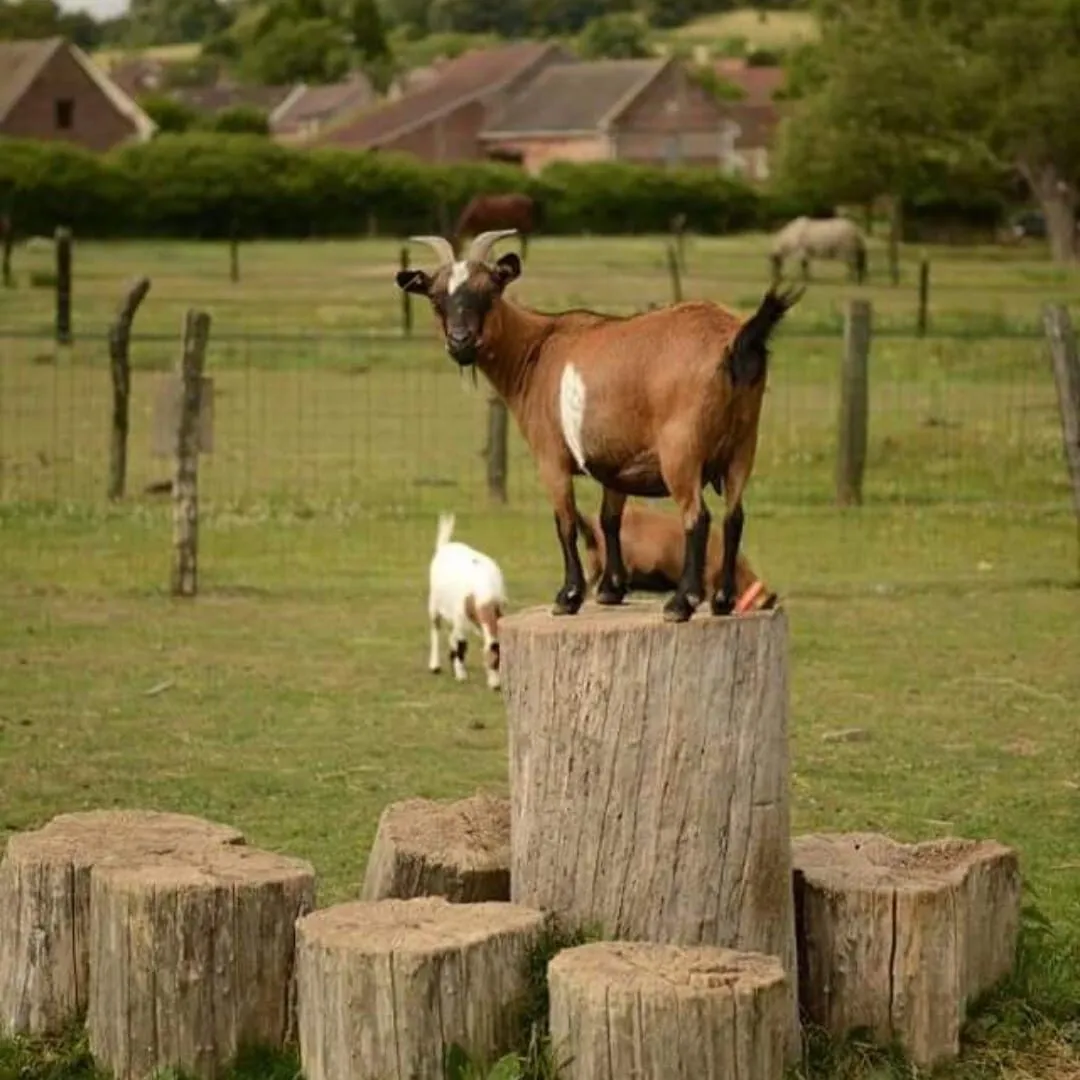 Une chèvre perchée sur une souche au milieu du pré