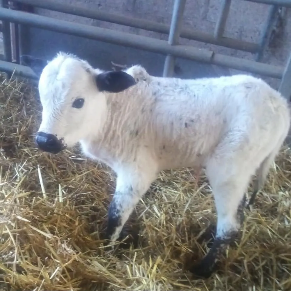Notre petit zébu blanc dans la paille
