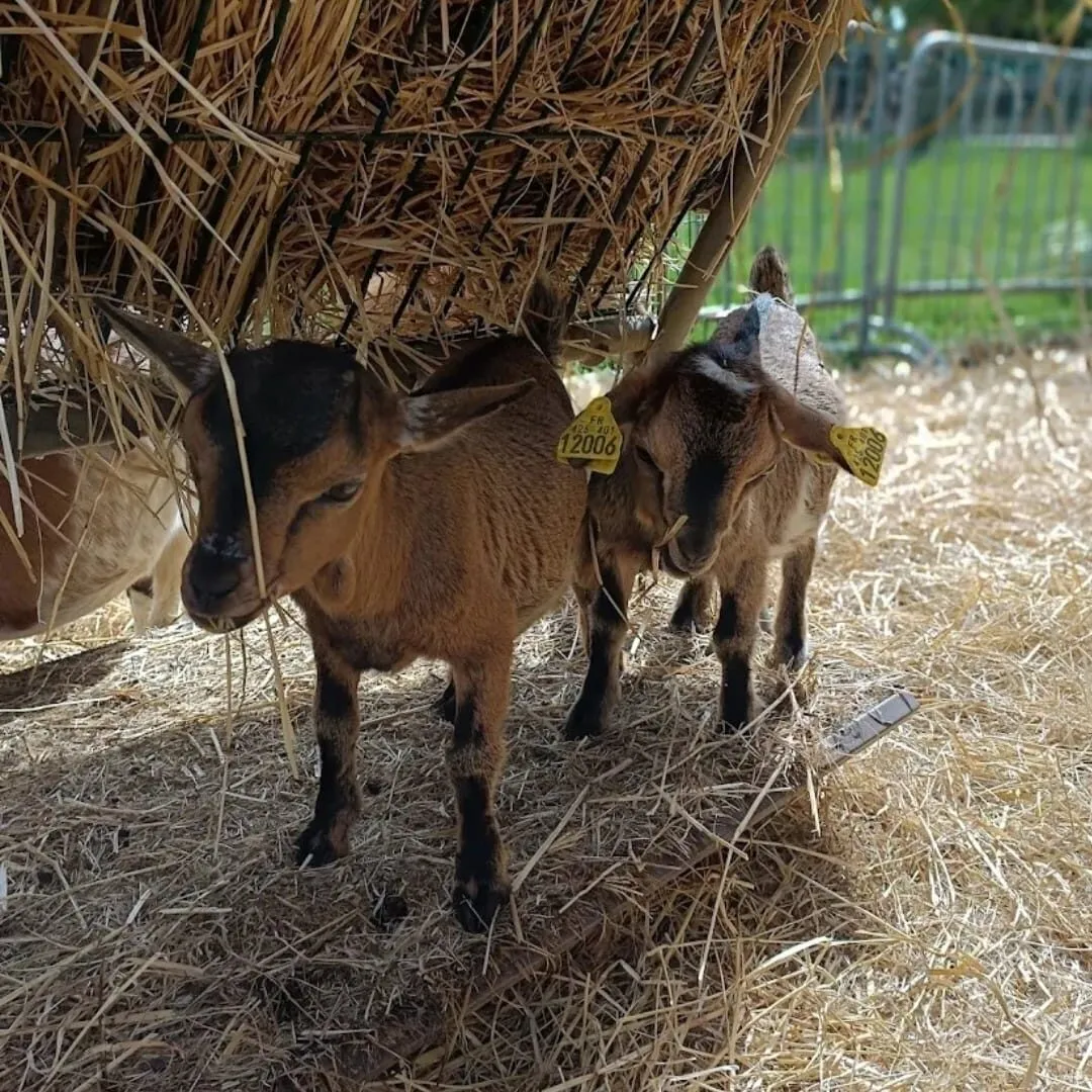 Nos ânes sauvés au foin, à l'abri de la ferme