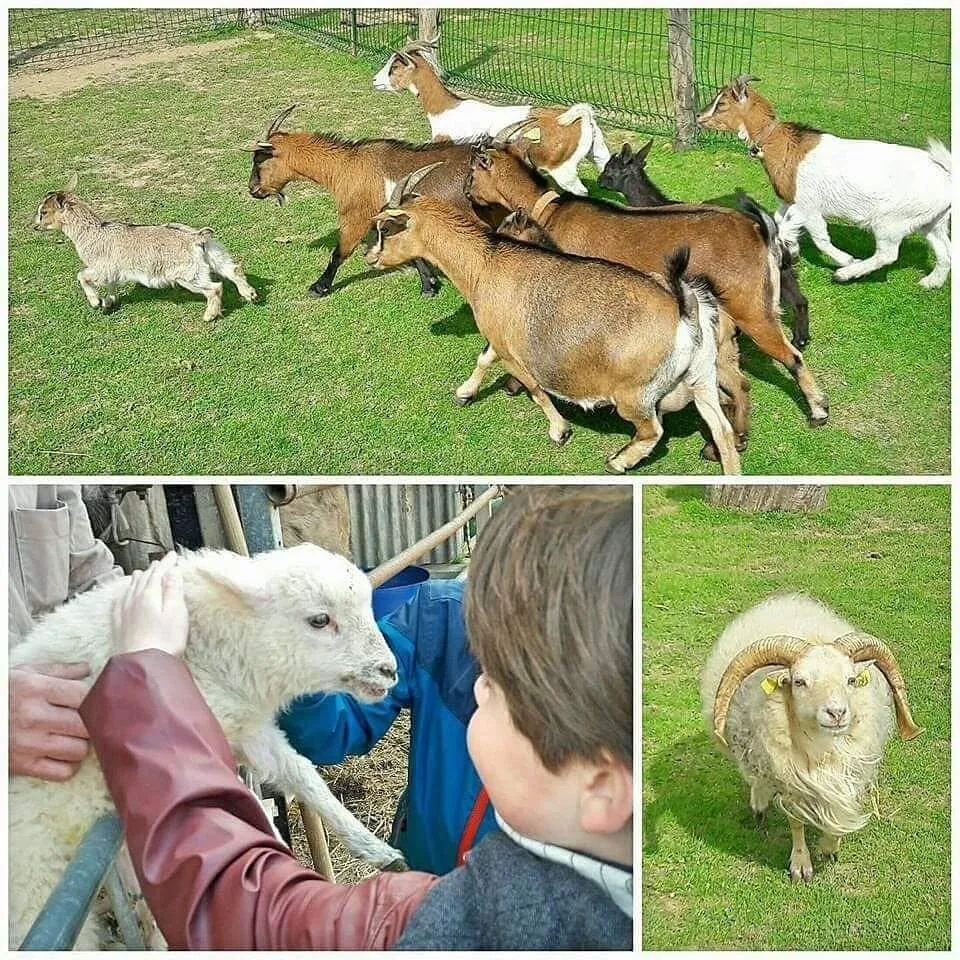 Nos chèvres et moutons en liberté dans le pré