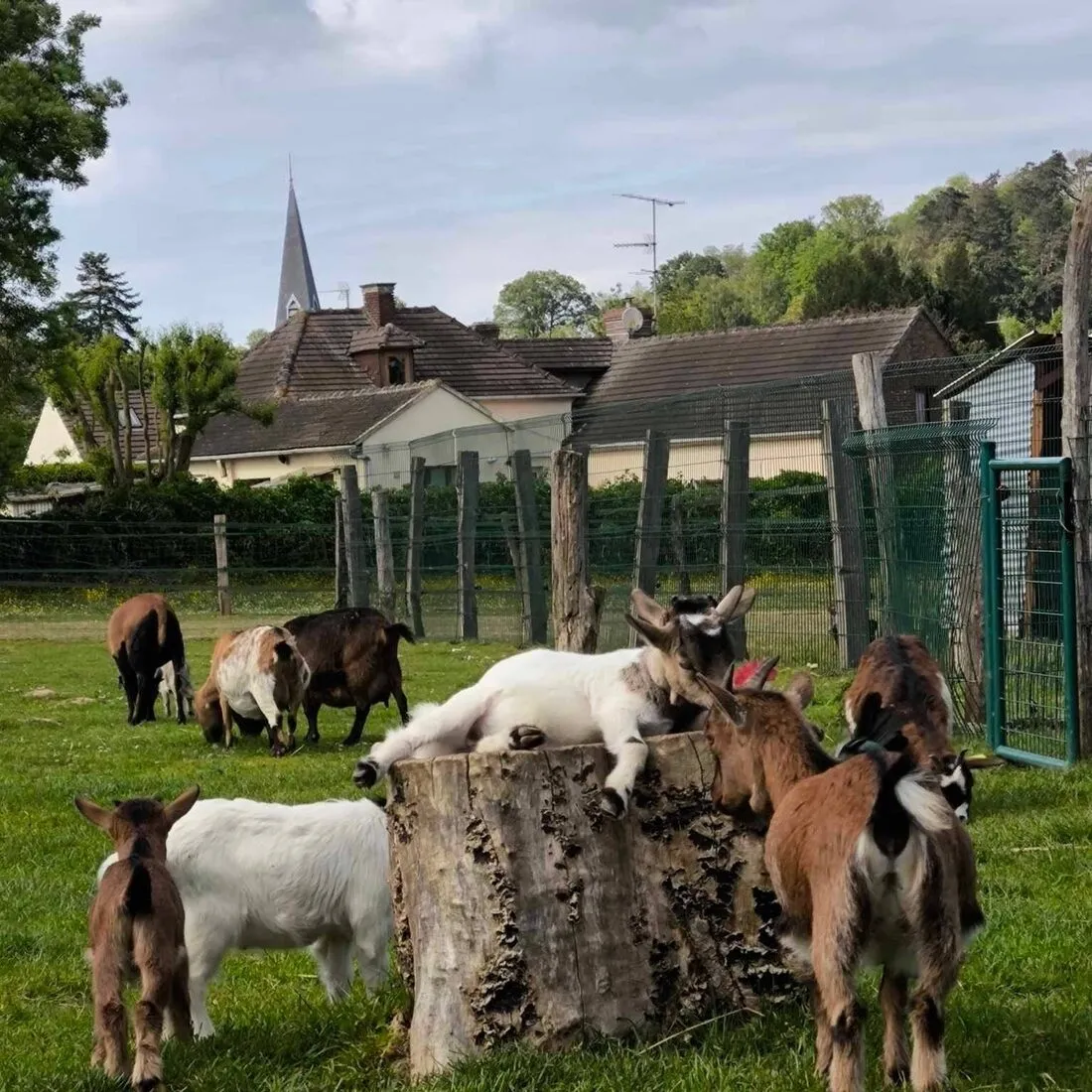 Nos chèvres dans le pré, devant le clocher du village