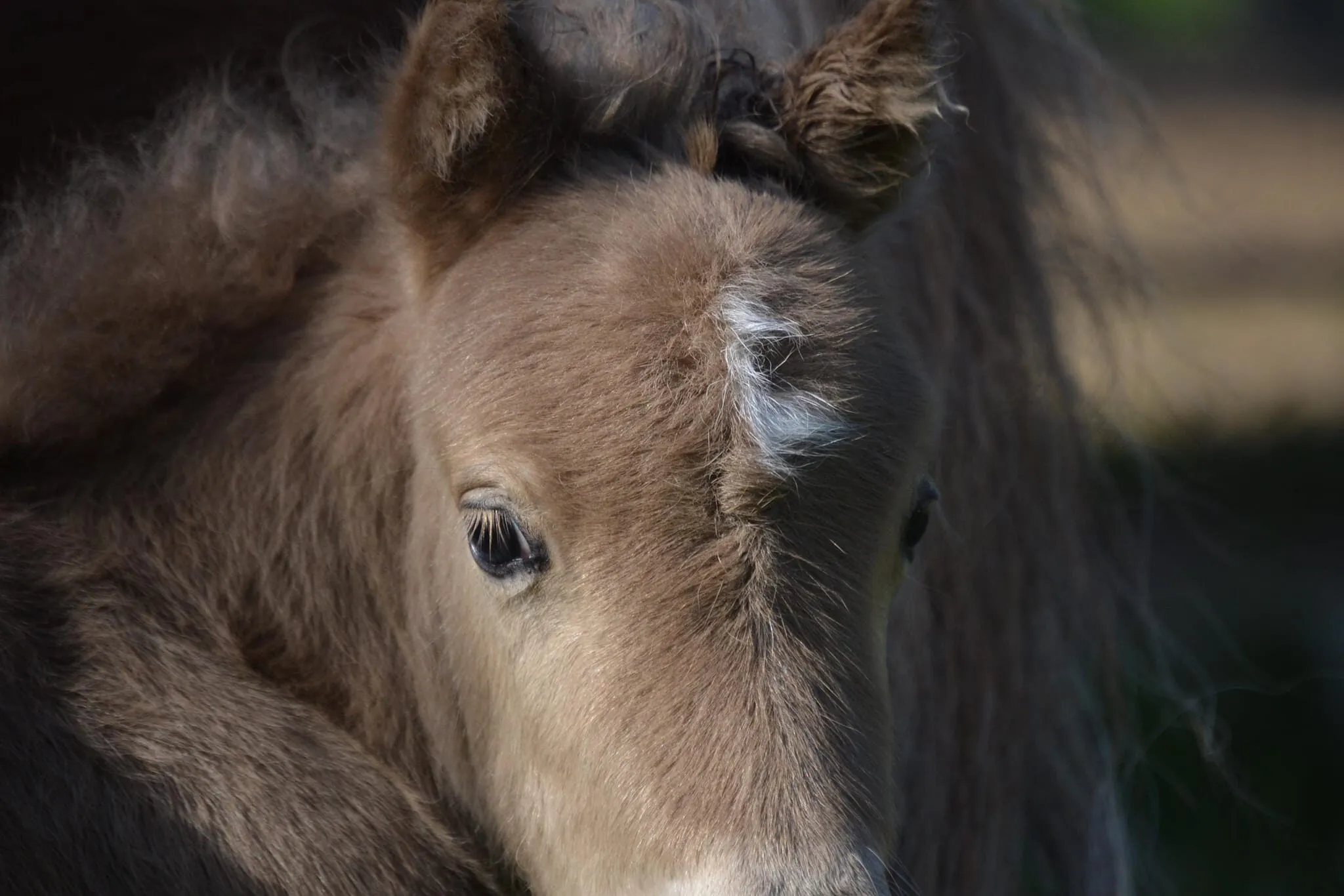 Gros plan d'un poulain shetland né à la Ferme de Bouriquette