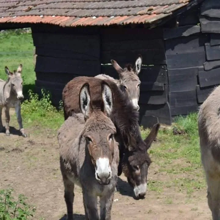 Nos ânes sauvés devant leur abri en bois, dans le pré de la ferme
